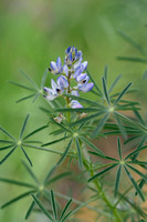 Blauwe lupine; Narrow-leaved Lupin; Lupinus angustifolius subsp.
