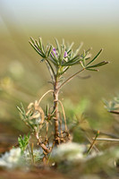 Blauwe Lupine; Narrow-leaved Lupin; Lupinus angustifolius; subsp