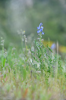 Blauwe lupine; Narrow-leaved Lupin; Lupinus angustifolius subsp.