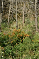 Vuurdoorn; Firethorn; Pyracantha coccinea