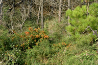 Vuurdoorn; Firethorn; Pyracantha coccinea