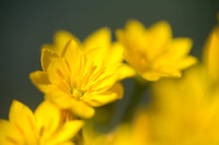 Zomerbitterling; Yellow-wort; Blackstonia perfoliata subsp. perf