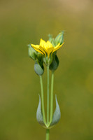 Zomerbitterling; Yellow-wort; Blackstonia perfoliata subsp. Perf