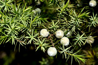 Sharp Cedar; Juniperus oxycedrus  subsp. Macrocarpa