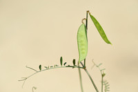Vicia villosa subsp. ambigua