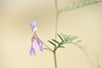 Vicia villosa subsp. ambigua