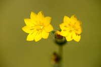 Zomerbitterling - Yellow-wort - Blackstonia perfoliata subsp. perfoliata