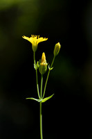 Zomerbitterling; Yellow-wort; Blackstonia perfoliata