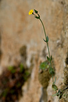 Zomerbitterling; Yellow-wort; Blackstonia perfoliata subsp. perf