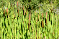 Grote lisdodde; Bulrush; Typha latifolia