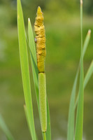Grote Lisdodde; Bulrush; Typha latifolia