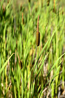 Grote lisdodde; Bulrush; Typha latifolia