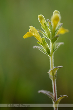 Kleverige Ogentroost; Yellow Bartsia; Parentucellia viscosa