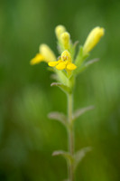 Kleverige Ogentroost; Yellow Bartsia; Parentucellia viscosa