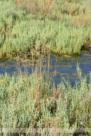 Kweldergras; Reflexed Saltmarsh-grass; Puccinellia distans