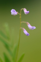 Vierzadige Wikke; Smooth Tare; Vicia tetrasperma subsp. tetraspe