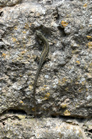 Muurhagedis - Common Wall Lizard - Podarcis muralis