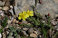 Klein zonneroosje; Hoary Rockrose; Helianthemum canum