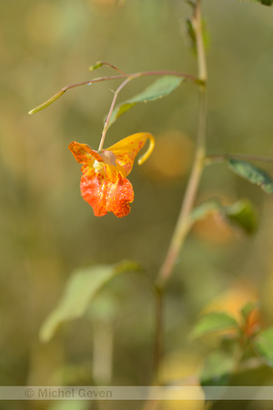 Oranje Springzaad; Orange Balsam; Impatiens capensis