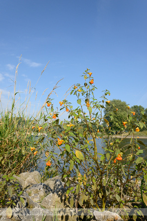 Oranje Springzaad; Orange Balsam; Impatiens capensis