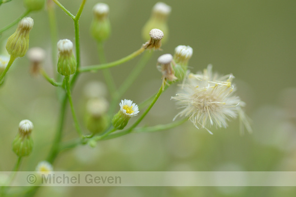 Canadese fijnstraal; Canadian horseweed; Conyza canadensis;