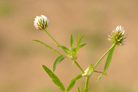 Upright Clover; Trifolium strictum;