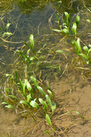 Smalle waterweegbree; Ribbon-leaved Water-plantain; Alisma grami