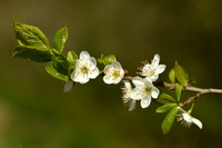Weichselboom; St. LucieÕs Cherry; Prunus mahaleb