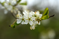 Weichselboom; St. LucieÕs Cherry; Prunus mahaleb