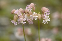Blaassilene - Silene vulgaris subsp. prostrata