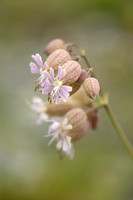 Blaassilene; Silene vulgaris subsp. prostrata