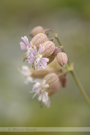 Blaassilene; Silene vulgaris subsp. prostrata