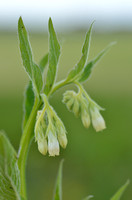 Gewone Smeerwortel; Common comfrey; Symphutum officinale