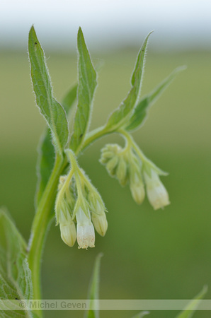 Gewone Smeerwortel; Common comfrey; Symphutum officinale