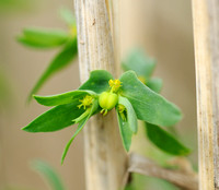 Kleine Wolfsmelk;Dwarf Spurge;Euphorbia exigua