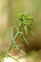 Kleine wolfsmelk; Dwarf Spurge; Euphorbia exigua