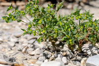 Kleine Wolfsmelk; Dwarf Spurge; Euphorbia exigua