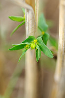 Kleine Wolfsmelk;Dwarf Spurge;Euphorbia exigua
