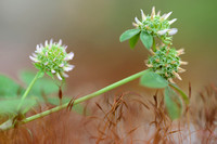 Clustered Clover; Trifolium glomeratum