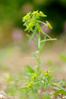 Kleine Wolfsmelk; Dwarf Spurge; Euphorbia exigua;
