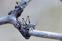 Westelijke Bergsabel; Common Mountain Bush-cricket; Antaxius ped