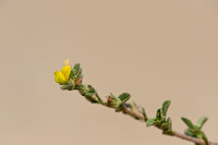Vilious Restharrow; Ononis variegata