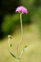 Knautia imeroyi subsp. collina