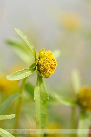 Bloeiend Knikkend Tandzaad;Flowering Nodding Bur-marigold;