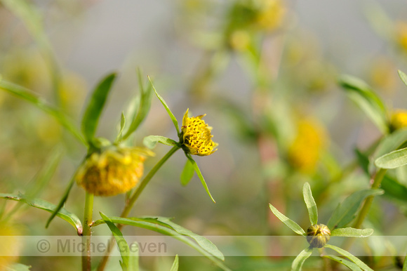 Bloeiend Knikkend Tandzaad;Flowering Nodding Bur-marigold;