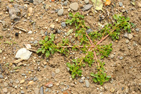 Kleine Majer;Purple Amaranth;Amaranthus blitum;