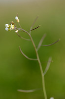 Zandraket;Thale Cress;Arabidopsis thaliana