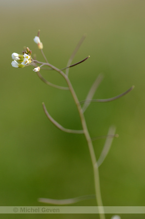 Zandraket;Thale Cress;Arabidopsis thaliana