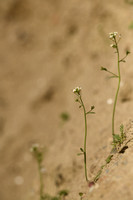 Zandraket; Thale Cress; Arabidopsis thaliana