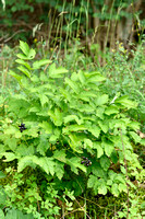 Christoffelkruid; Baneberry; Actaea spicata